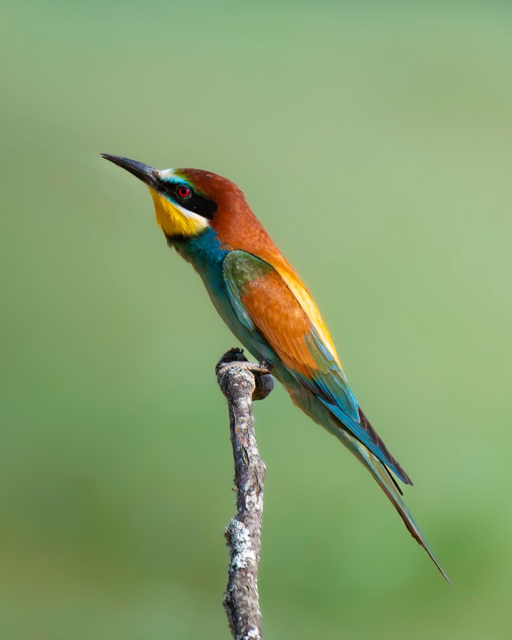 Vibrant European Bee-eater with colorful plumage sitting on a twig.